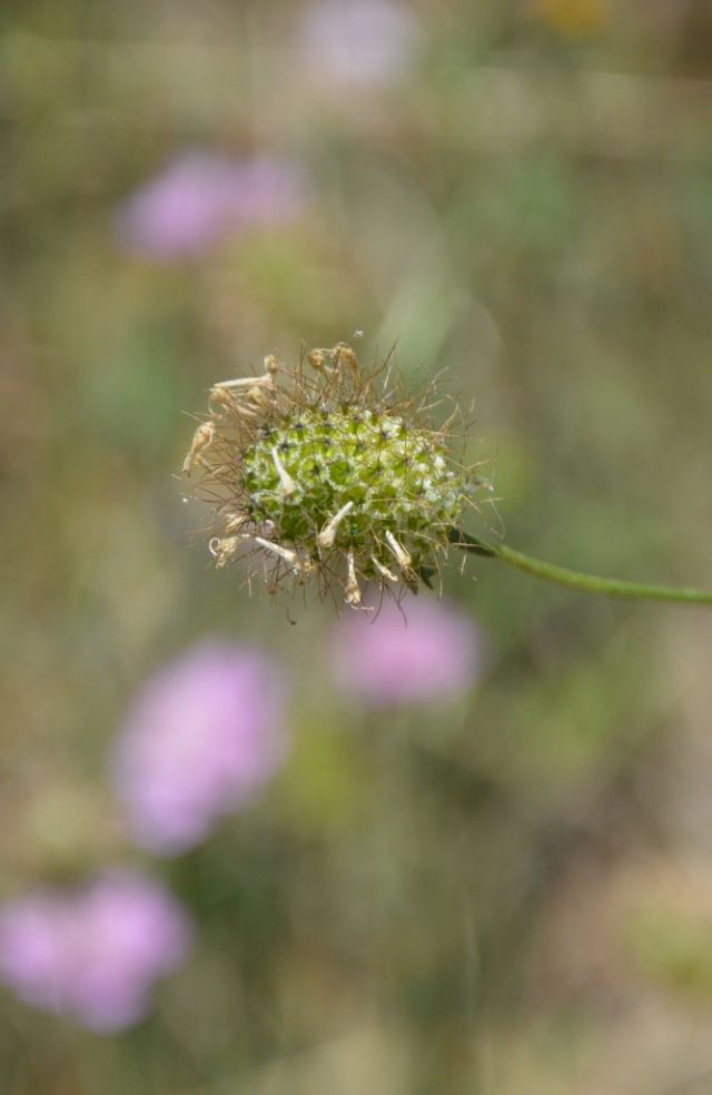 Sixalix atropurpurea